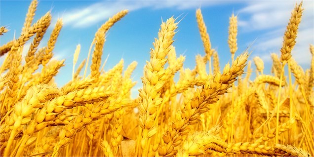 واکنش وزارت جهاد کشاورزی به ادعای اختلاط گندم داخلی با خاک/۴۰ درصد گندم ایران ممتاز است