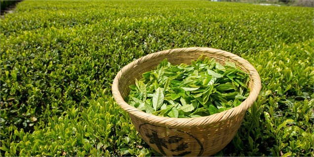 ضریب خودکفایی صنعت چای به ۲۲ درصد رسید