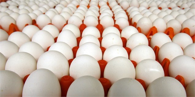 آغاز عرضه تخم مرغ شانه‌ای ۱۱ هزار و ۶۰۰ تومان