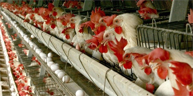 تغییرات قیمتی مرغ از ١٠ روز دیگر/قیمت جهانی نهاده‌ها بالا رفت