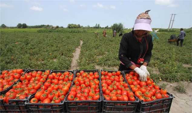واکنش گمرک به ادامه صادرات گوجه/ صادرات گوجه گلخانه‌ای ممنوع نیست
