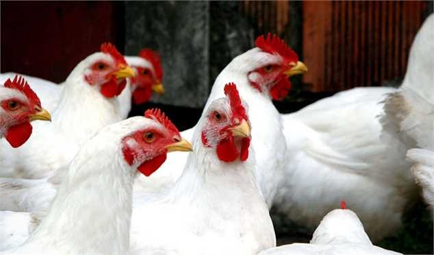 افزایش ۱۰۰۰ تومانی قیمت مرغ
