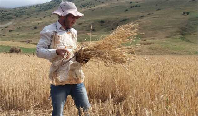 افزایش قیمت گندم تکذیب شد/ کشاورزان گندم‌ها را انبار نکنند