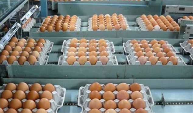 صادرات مرغ و تخم‌مرغ به کویت آزاد شد + سند