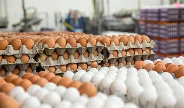 ممنوعیت صادرات تخم مرغ نطفه‌دار گوشتی و تخم‌گذار لغو شد