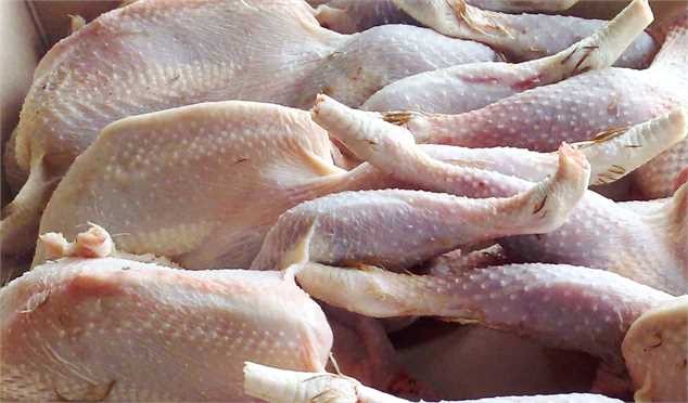 مرغ زیر وزن ۱۸۰۰ گرم مرغداران بدون محدویت خریداری می شود+ سند