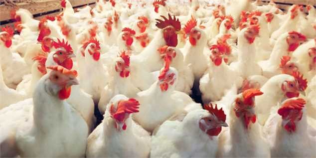 عامل گرانی مرغ کرونا یا کم‌کاری تنظیم بازاری‌ها؛ قیمت واقعی مرغ چقدر است؟