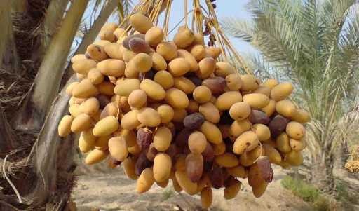 آغاز معاملات خرما از سه شنبه در بورس کالا