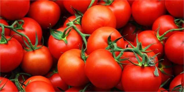 اخذ عوارض صادرات گوجهفرنگی در پیک برداشت منطقی نیست