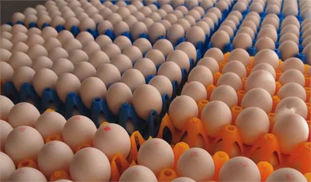 صادرات ۸۵ هزار تن تخممرغ به کشورهای همسایه