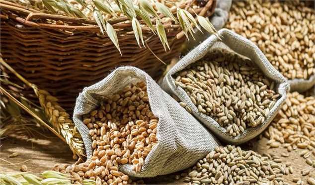افزایش ۱۳۴ درصدی واردات جو/ واردات ۴ کالای اساسی نصف شد