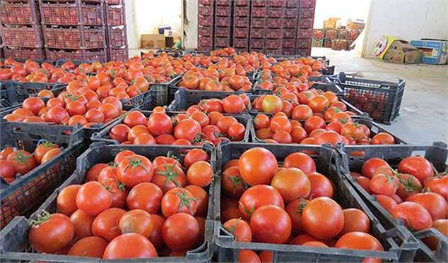 عوارض صادرات گوجه فرنگی ۵۵درصد اعلام شد