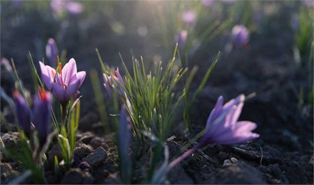 کمبود جهانی زعفران با کاهش تولید در ایران