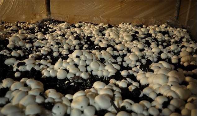 عرضه قارچ بالاتر از ۱۰۰ هزارتومان گران‌فروشی است