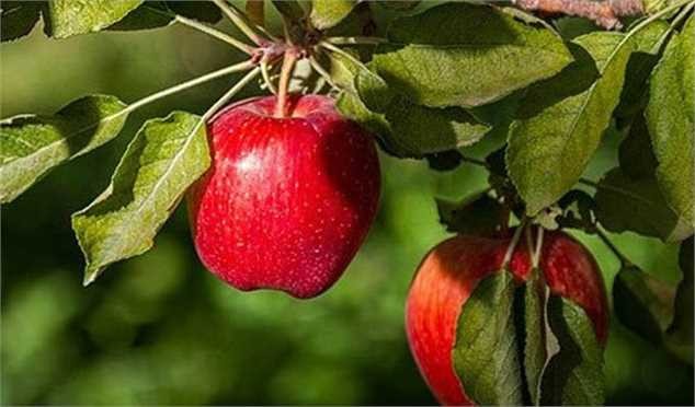 افزایش ۳۰ درصدی تولید محصولات باغی با استفاده از نهال گواهیشده