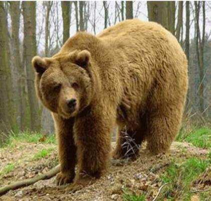 حمله خرس به یک زن 55 ساله کوهرنگی