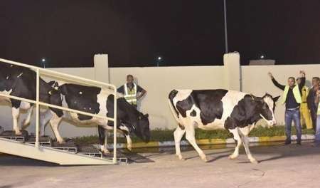 تاجر قطری انتقال چهار هزار رأس گاو را به کشورش با هواپیما آغاز کرد