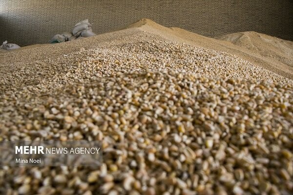 برخورد قانونی با اخلالگران در نظام توزیع نهاده‌های دامی تشدید شد