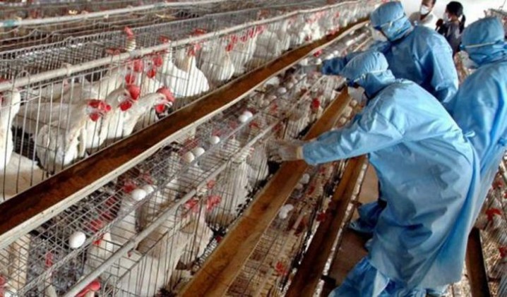 رئیس سازمان دامپزشکی: بیماری آنفلوانزای پرندگان یک تهدید دائمی است