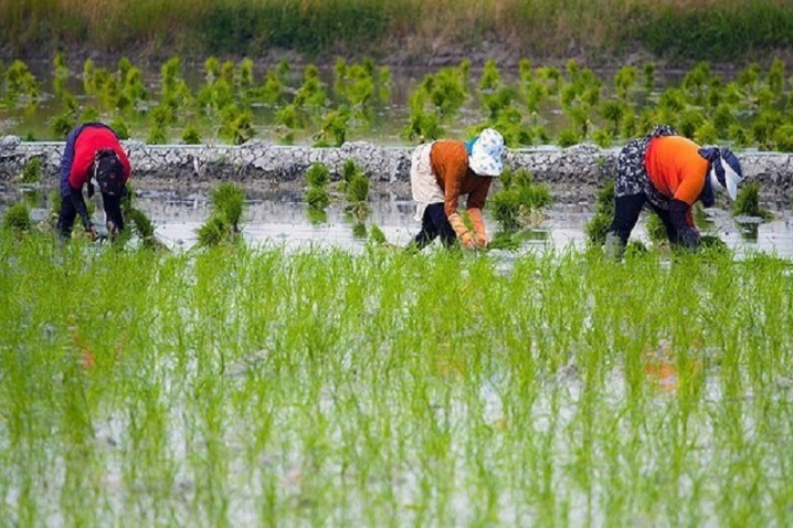 فقط 2 استان شمالی کشور مجاز به کشت برنج هستند