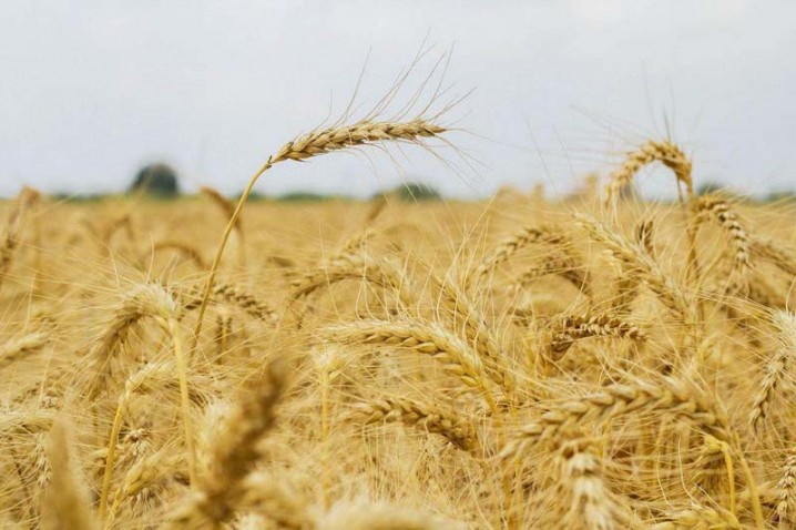 کشور به واردات گندم نیاز ندارد