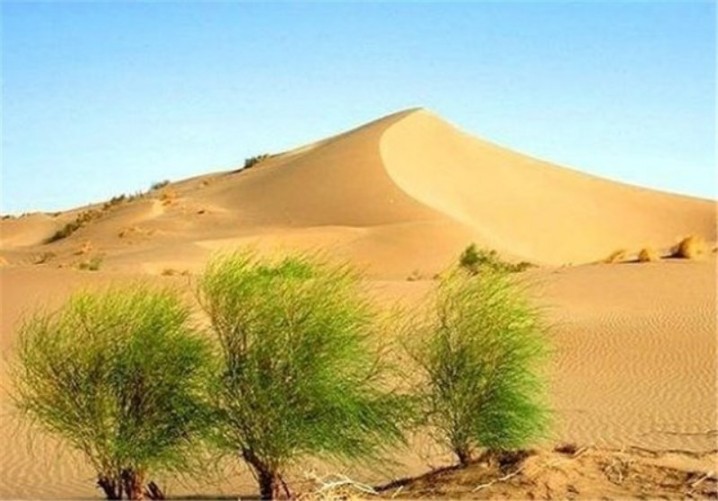 طرح سد سبز الگویی مناسب برای بیابانزدایی در جهان است