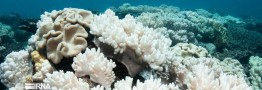 چهارمین سفیدشدگی مرجان‌های خلیج‌فارس/ به روزرسانی فهرست گونه‌های درخطر انقراض بعد از ۲۴ سال