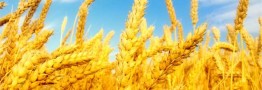 خرید تضمینی گندم از مرز 2.6 میلیون تن گذشت