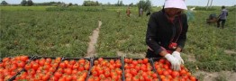 افزایش قیمت گوجه فرنگی ناشی از محدودیت فصلی تولید است