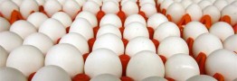 مصرف تخم مرغ روند کاهشی به خود گرفت