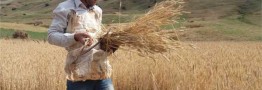 افزایش قیمت گندم تکذیب شد/ کشاورزان گندمها را انبار نکنند
