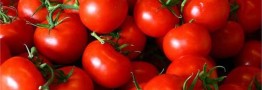 خرید حمایتی گوجه&zwnj;فرنگی با نرخ مصوب آغاز شد