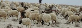 عرضه دام بسیار مناسب است