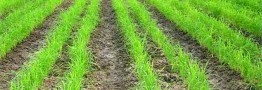 خودکفایی برنج در گرو توجه به خشکه&zwnj; کاری
