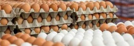 قیمت تخم&zwnj;مرغ اعلام شد