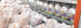 نرخ ۱۳ هزار تومانی مرغ زنده غیرمنطقی است/قیمت هر کیلو مرغ ۲۳ هزار تومان