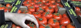 قیمت گوجه فرنگی به ۱۴ هزارتومان رسید/ کاهش قیمت؛ ۲۰ روز دیگر!