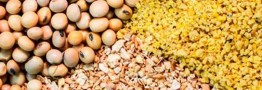 نارضایتی مرغداران از عملکرد سامانه بازارگاه/ سامانه یا اصلاح شود یا تعطیل