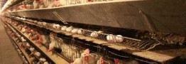 بازار تخم مرغ طی یک هفته آینده متعادل می شود