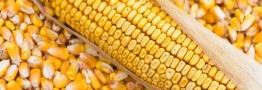 چرخ پالایشگاه&zwnj;های غلات به کار افتاد