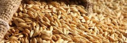 گرانی جو در بازار در سایه اتخاذ تصمیم&zwnj;های نادرست/ آینده روشنی پیش روی تولید مرغ و تخم مرغ نیست