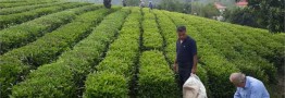 آغاز برداشت برگ سبز چای از اول اردیبهشت/ نرخ هر کیلو چای ۷۰ هزار تومان