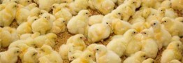 گرانی جوجه ربطی به قاچاق آن ندارد؛ شاید تقاضای جوجه&zwnj;ریزی بالا رفته