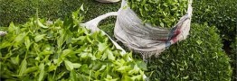 پیش&zwnj;بینی افزایش ۴ هزار تنی تولید برگ سبز چای با وجود کاهش بارندگی&zwnj;ها