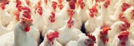 مرغ‌ها در واحدهای مرغداری گرسنه مانده‌اند/ وفور عرضه نهاده‌های دولتی در بازار آزاد