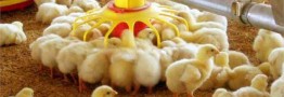 خیز دوباره قیمت جوجه در بازار/ نرخ هر قطعه جوجه یک&zwnj;روزه به ۱۰ هزار تومان رسید