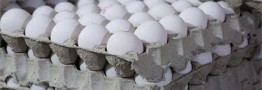توزیع ۱۰۰۰ تن تخم‌مرغ وارداتی/نرخ مصوب هرشانه تخم مرغ ۴۳ هزار تومان