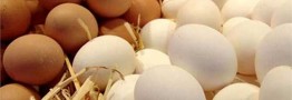 عرضه تخم مرغ دولتی در خرده&zwnj;فروشی&zwnj;ها آغاز شد