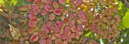 با کوچک ترین اشتباه بازار ۱۰۰ ساله پسته را از دست می دهیم