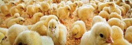 افزایش ۱۵۰ درصدی قیمت جوجه یک روزه نسبت به سال گذشته